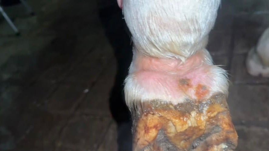ZOOM SUR : LA GALE DE BOUE CHEZ LE CHEVAL (CAUSES, SYMPTÔMES ET TRAITEMENT)
