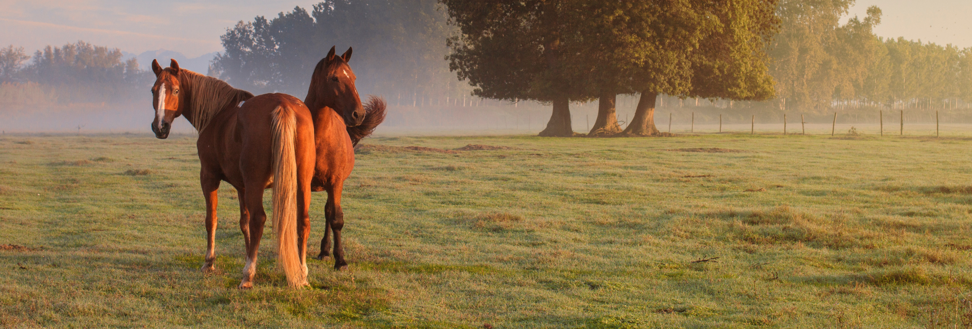 🐎 Zoom sur… Les articulations