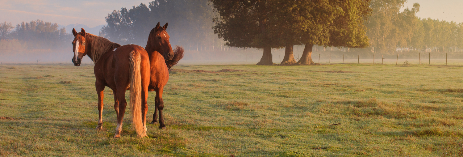 🐎 Zoom sur…  Les articulations